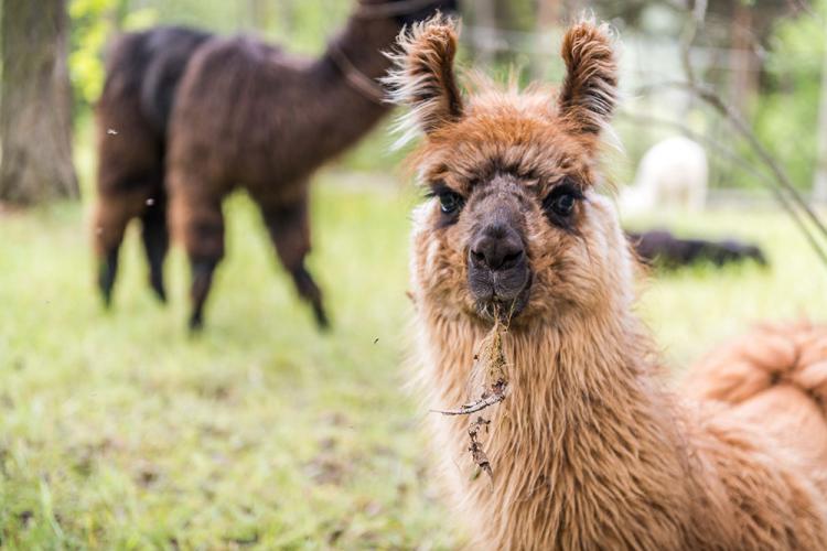 Trekking con i lama al Renon