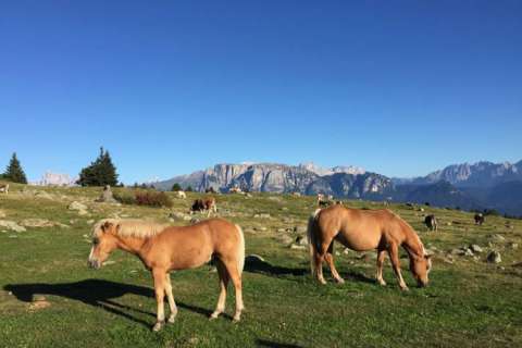 Haflinger auf der Alm