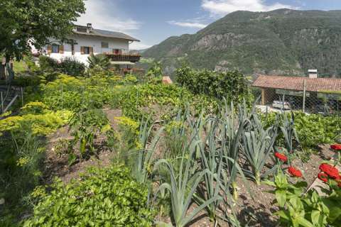 Bauerngarten mit Gemüse