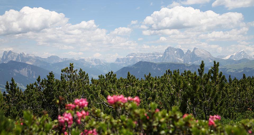 Rittner Horn - Panoramaweg