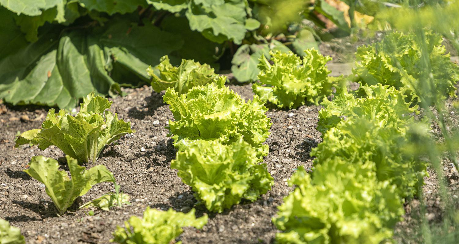 Salatpflanzen in unserem Gemüsegarten
