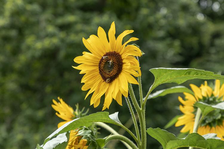 Girasole